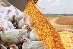 تلاش دولتی ها برای پر کردن جای خالی بخش خصوصی در تامین نهاده های دامی